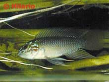 Apistogramma sp. opale mâle