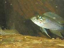 Apistogramma sp. opale mâle