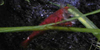 Crevette Atyopsis moluccensis