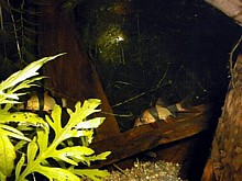 botia macracantha