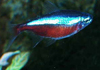 Cardinalis femelle