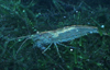 Crevette caridina