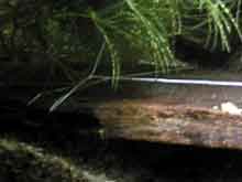 Ceratophyllum demersum