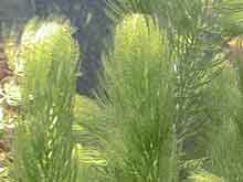 Ceratophyllum demersum