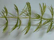 Ceratophyllum demersum