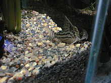 corydoras38.jpg