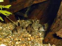 Corydoras panda