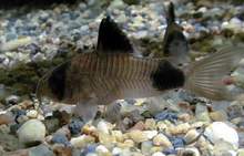 Corydoras panda