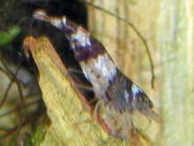 Neocaridina species abeille