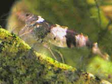 Neocaridina species abeille