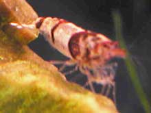 Neocaridina species abeille
