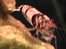 Neocaridina species abeille