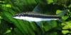 Crossocheilus 
