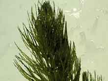Ceratophyllum demersum