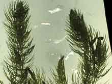 Ceratophyllum demersum