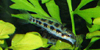 dicrossus maculatus