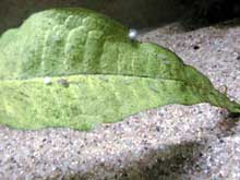 Oeufs de scalaires, J+4