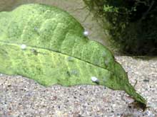 Oeufs de scalaires, J+4