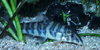 Botia lohachata