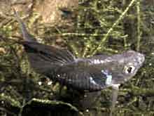 Megalamphodus  megalopterus