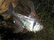 Megalamphodus  megalopterus