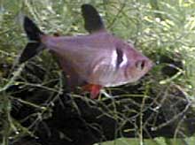 Megalamphodus  megalopterus
