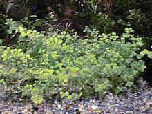 Micranthenum umbrosum