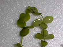 Micranthenum umbrosum