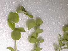 Micranthenum umbrosum