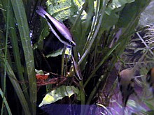 Nematobrycon palmeri