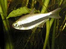 Nematobrycon palmeri