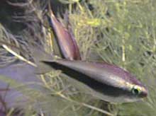 Nematobrycon palmeri