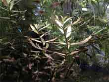 Nesaea Spec.