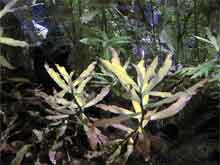 Nesaea Spec.