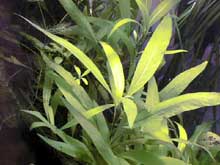 hygrophila corymbos "stricta"