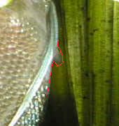 oviducte
