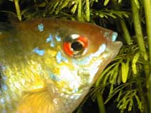 Mikrogeophagus ramirezi mâle
