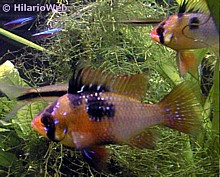 papilliochromis_ramirezi_couple7.jpg