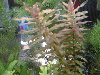 Rotala macrandra