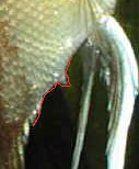 spermiducte mâle