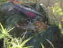 alevins pelvicachromis pulcher