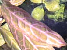 Hygrophila polysperma 'Rosanervig'