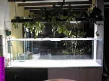 aquarium